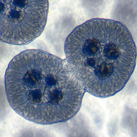 Longévité cutanée : la science de faire vieillir sa peau plus lentement